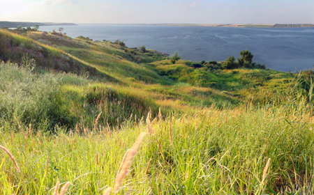 Summer landscape with covered with greens of coast of lakeの写真素材