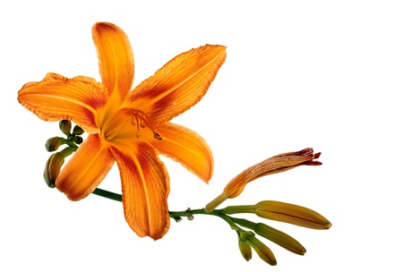 Orange lily flower,Lilium, isolated on whiteの写真素材