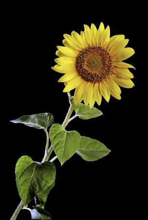 beautiful sunflower in front of black backgroundの写真素材