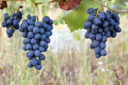 Purple red grapes with green leaves on the vine.の写真素材