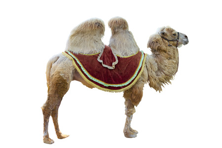 Standing bactrian camel (Camelus bactrianus). Isolated on whiteの写真素材