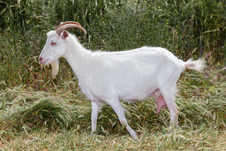 A White goat with horns grazing on the meadowの写真素材