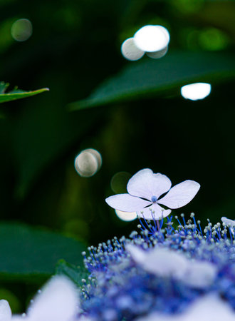 Close-up flower with bokeh