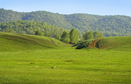Spring green empty meadow with a forest on a hill as a backgroundの写真素材