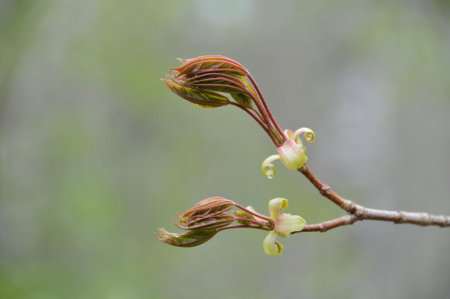 The flowers are blooming in spring