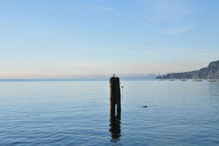 Seagull on a pole in Italyの写真素材