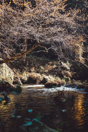 Czech river in the sunny forestの写真素材