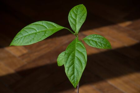 small avocado plant on wood background at sunsetの写真素材