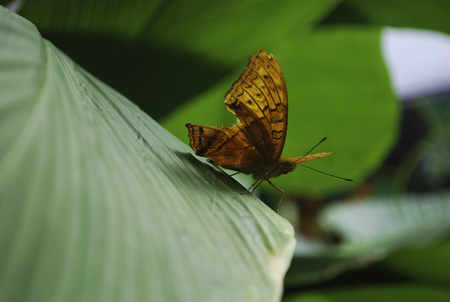 Beautiful Australian orange leafwing butterflyの写真素材