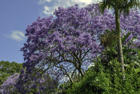 Vibrantly purple Jacaranda tree in peak bloomの写真素材