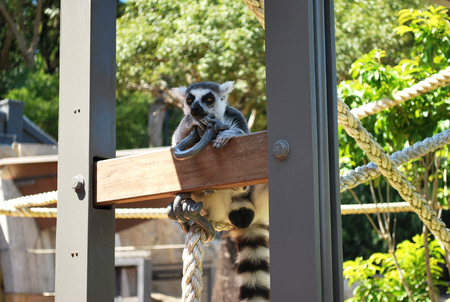 Ring-tailed lemur bachelor showing skepticism on a sunny day in Taronga zooの写真素材