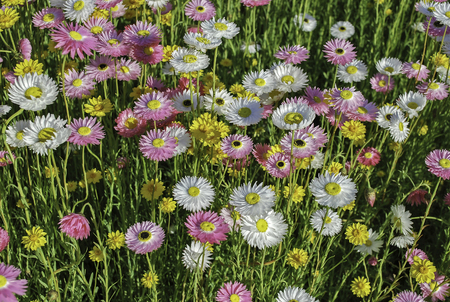 Floral multicolored daisies on sunset meadowの写真素材