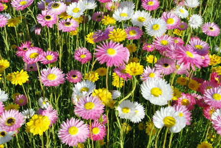 Australian native Paper-Daisy flowers in yellow, pink and whiteの写真素材