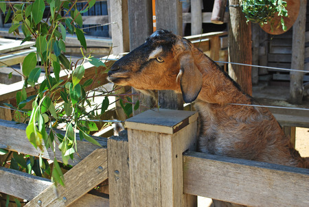 Brown domestic goat eating leaves in a stall on a farmの写真素材