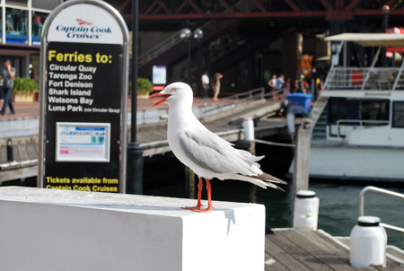 Sydney, Australia - December 20, 2015: Seagull pictured near Captain Cook Cruises dock at Darling Harbour, with the ferry in the background ready for tourist entrance.のeditorial素材
