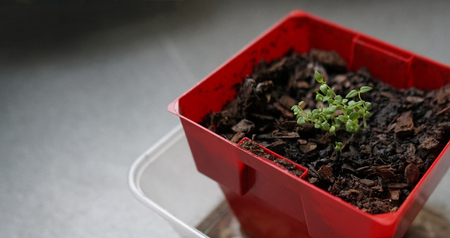 Seedlings of thyme in clod of soil potted, blurred backgroundの写真素材