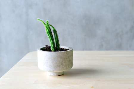 Cactusの写真素材