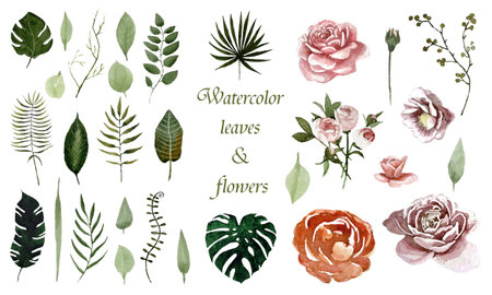 watercolor set with leaves, branches and flowers, roses isolated on a white background for designの写真素材