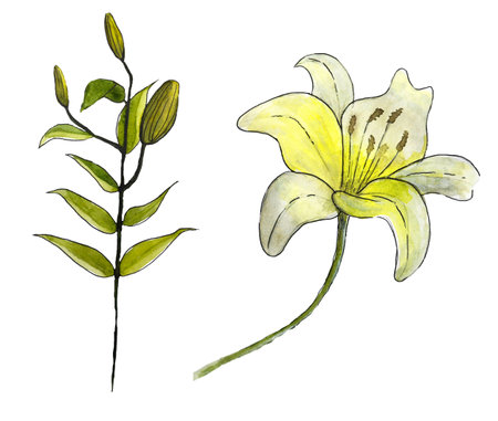 Watercolor yellow white flowers, lilies and green branch with leaves and buds, isolated on whiteの写真素材
