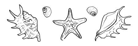 set of doodle marine objects, seashells, starfish on a white backgroundの写真素材
