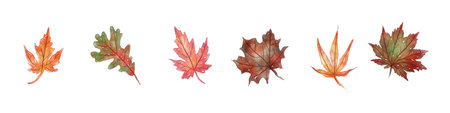 watercolor set with bright autumn leavesの写真素材