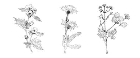 Collection of healing herbs and medicinal plantsの写真素材