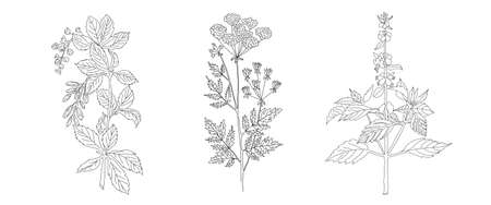 Collection of healing herbs and medicinal plantsの写真素材