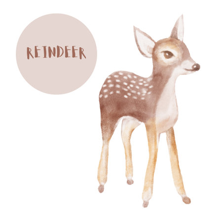 watercolor cute animal, reindeer on white backgroundの写真素材