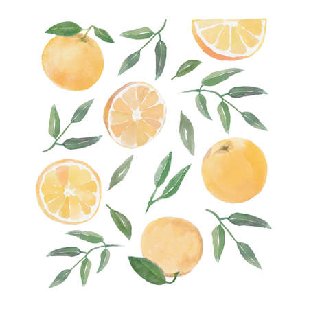Watercolor set with oranges, slice of orange, green branches and leaves on white backgroundの写真素材