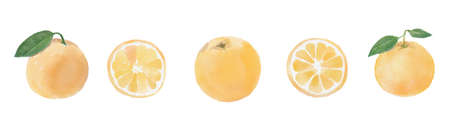 Watercolor set with oranges, slice of orange, green branches and leaves on white backgroundの写真素材