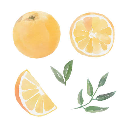 Watercolor set with oranges, slice of orange, green branches and leaves on white backgroundの写真素材