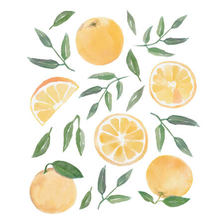Watercolor set with oranges, slice of orange, green branches and leaves on white backgroundの写真素材