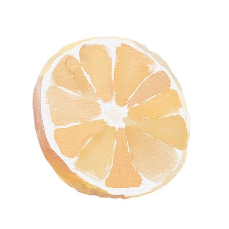 Watercolor orange, slice of orange on white backgroundの写真素材