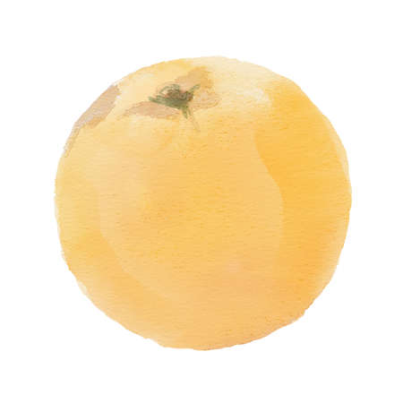 Watercolor sweet orange on white backgroundの写真素材