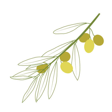 Olive vector line art with green branches of olive on white backgroundのイラスト素材