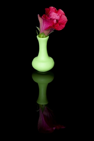 Hibiscus flower in a green jug with mirror reflection on a black background の写真素材