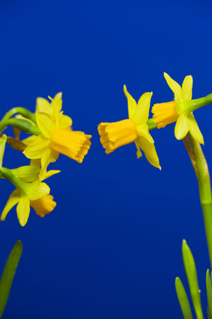Yellow daffodils, bulbous plant, blooms in early spring. On a blue backgroundの写真素材