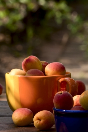 Beautiful ripe apricots in ceramic bowls on a soft backgroundの写真素材