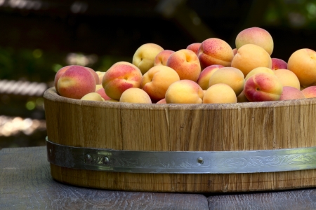 Beautiful ripe apricots in a wooden bowl on the table in the gardenの写真素材