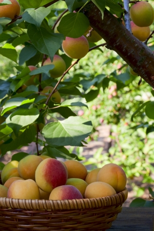 Beautiful ripe apricots in a basket among the branches of the apricot treeの写真素材