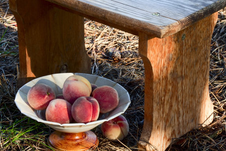 Ripe peaches in the old vase near a small garden benchの写真素材