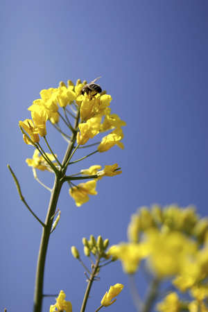 Bee on a rape flower against blue sky, in a bautiful summer dayの写真素材