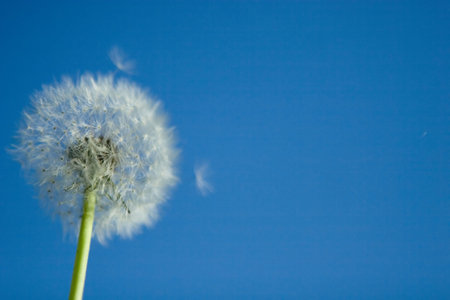 Blown white dandelion against blue skyの写真素材