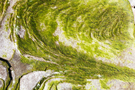 Closeup texture of algae on the rockの写真素材