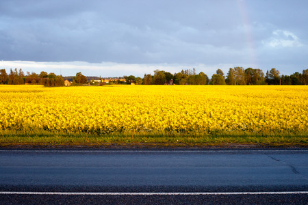 Yellow rape field near the road.の写真素材