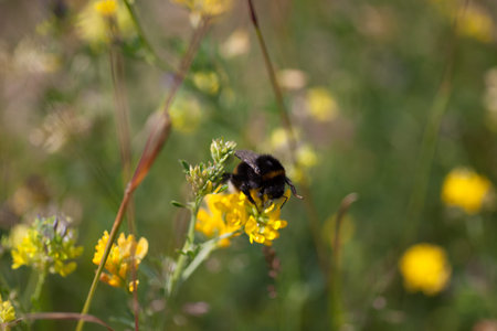 bumble bee on a flower
