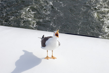 Seagull on a background of waterの写真素材