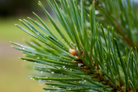 Closeup of raindrops on the fir branch