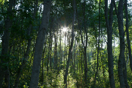 the sun in the woodの写真素材