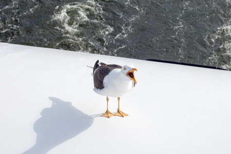 Seagull on a background of waterの写真素材